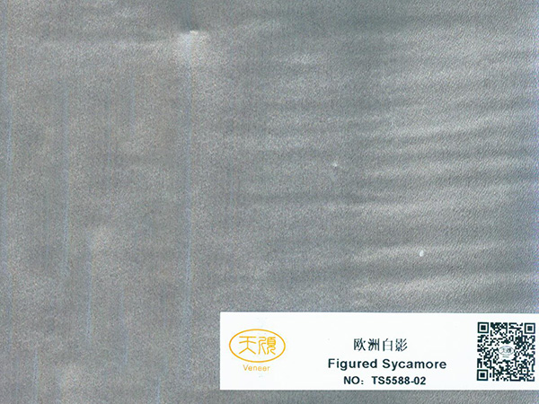 白影樹皮 白影樹皮